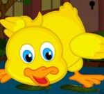 Cute Duckling Bird Escape